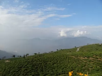 Photo of Peshok Tea estate, State Highway 12, Peshok Tea Garden, West Bengal, India by Ava Mishra