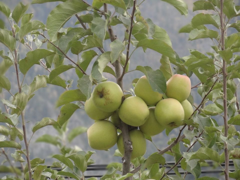 Photo of Apples and More – Sangla and Chhitkul 3/20 by Ava Mishra