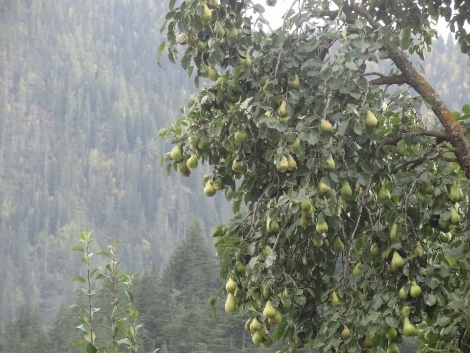Photo of Apples and More – Sangla and Chhitkul 7/20 by Ava Mishra