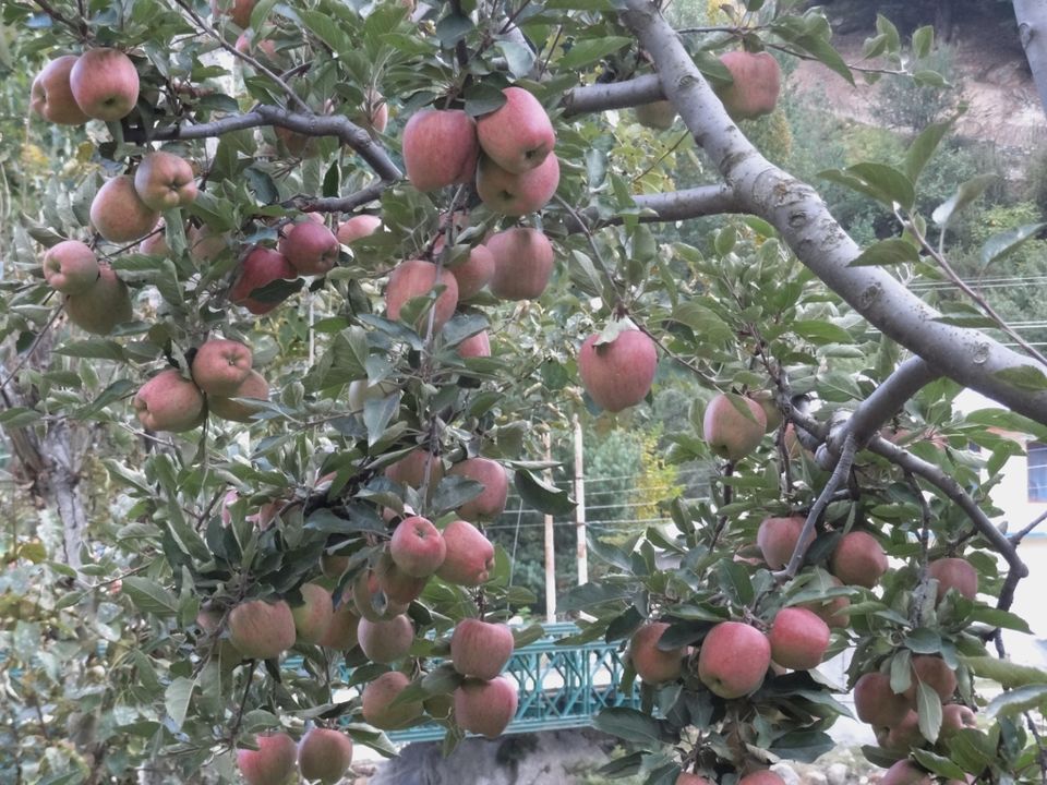 Photo of Apples and More – Sangla and Chhitkul 8/20 by Ava Mishra