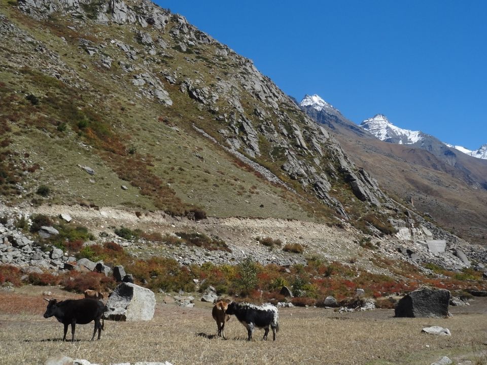 Photo of Apples and More – Sangla and Chhitkul 12/20 by Ava Mishra