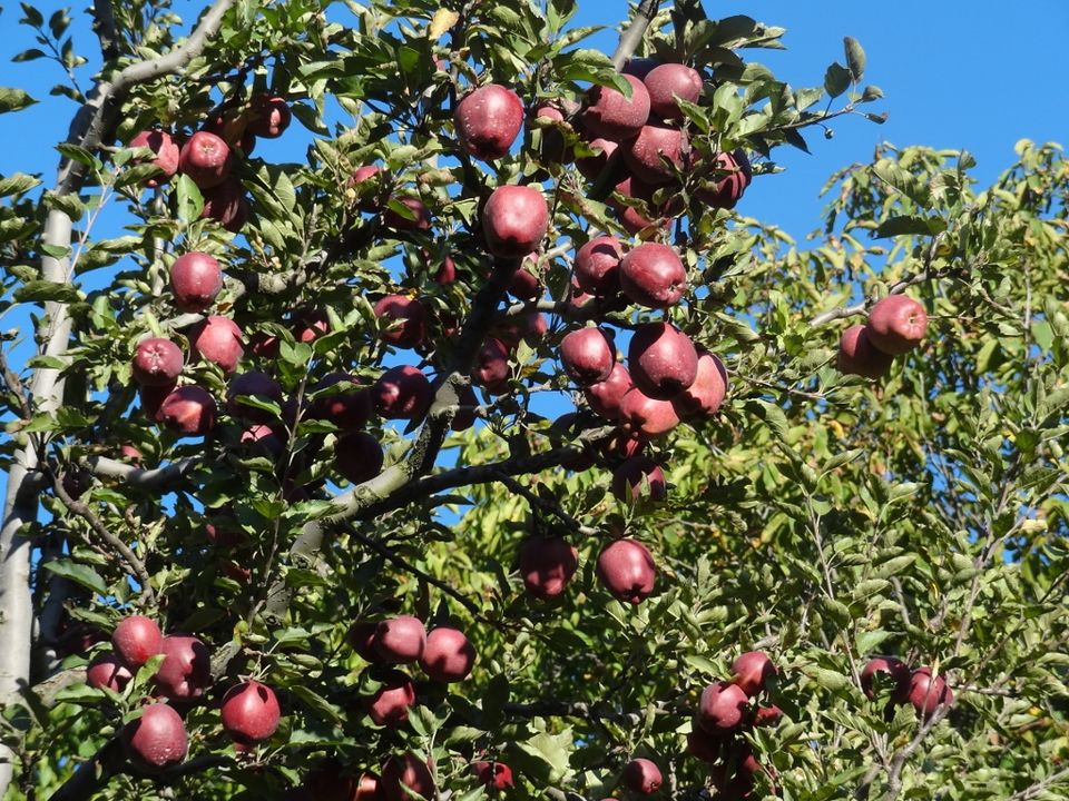 Photo of Apples and More – Sangla and Chhitkul 18/20 by Ava Mishra