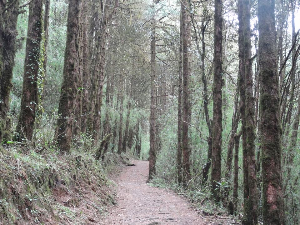 Photo of Through the forest of Rhododendrons... 3/14 by Ava Mishra