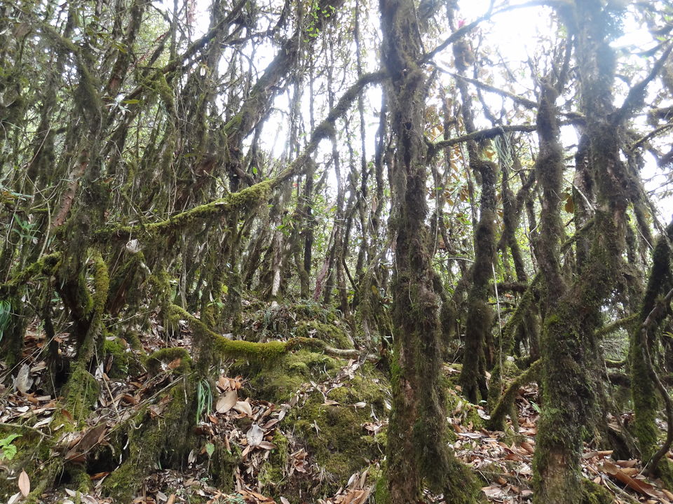 Photo of Through the forest of Rhododendrons... 12/14 by Ava Mishra