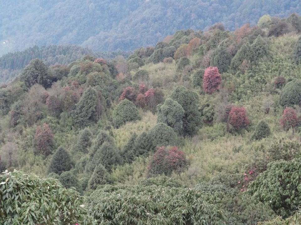 Photo of Through the forest of Rhododendrons... 8/14 by Ava Mishra