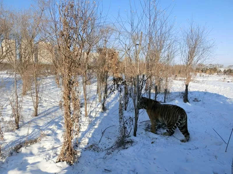 Photo of Siberia Tiger Park by mandy