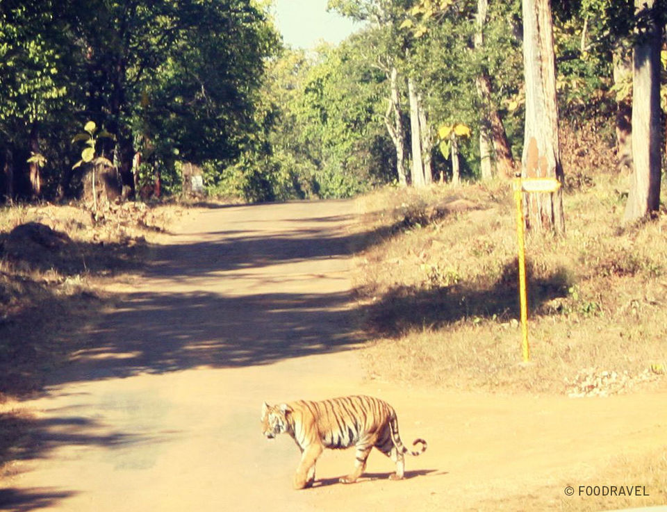 Photo of The Roaring Tunes of Tadoba 4/7 by Tasneem Bhavnagarwala