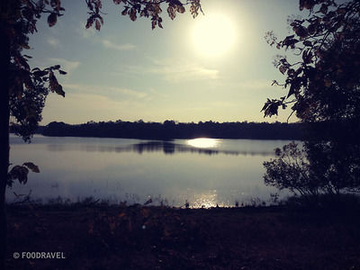 Photo of The Roaring Tunes of Tadoba 5/7 by Tasneem Bhavnagarwala