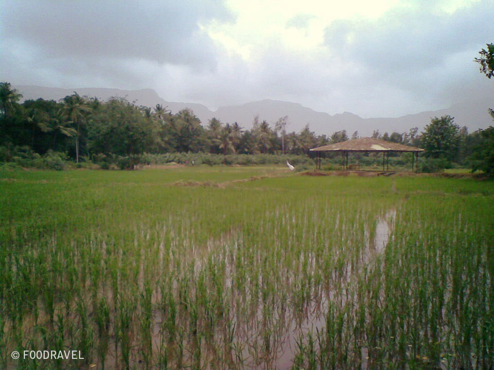 Photo of Touched by Nature 2/5 by Tasneem Bhavnagarwala
