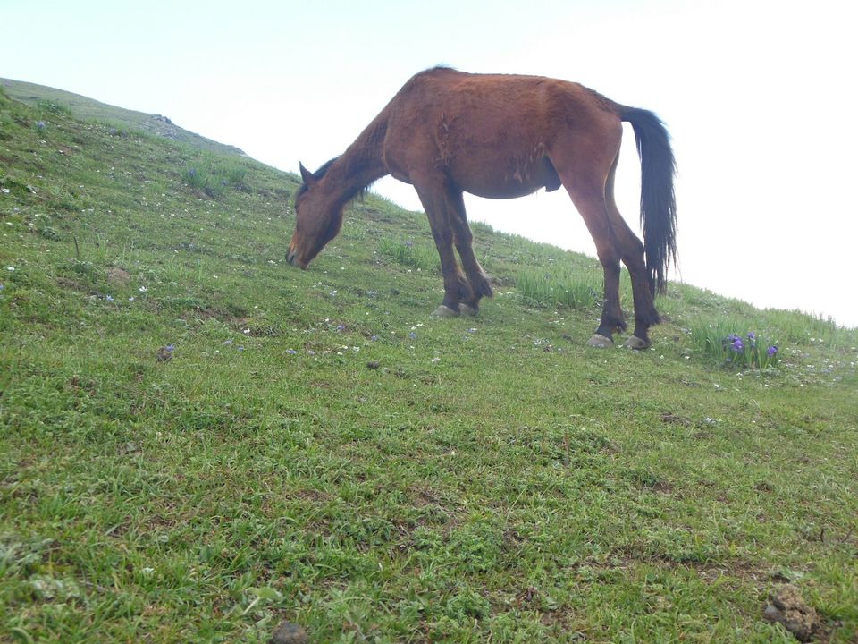 Photo of Saurkundi Pass Trekking (Himachal Pradesh) June-2013 17/71 by Bhargav Vyas