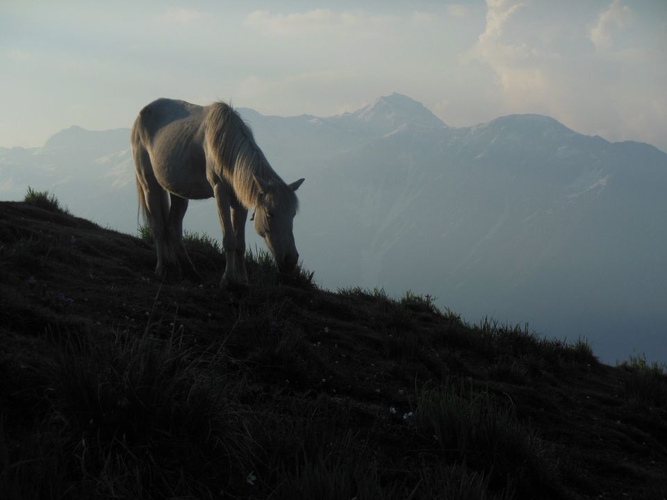 Photo of Saurkundi Pass Trekking (Himachal Pradesh) June-2013 19/71 by Bhargav Vyas