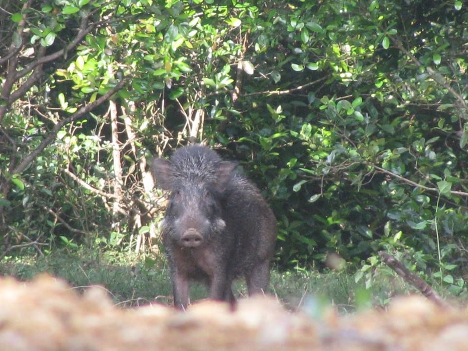 Photo of Goa Trekking (Dec.-2015) by Bhargav Vyas