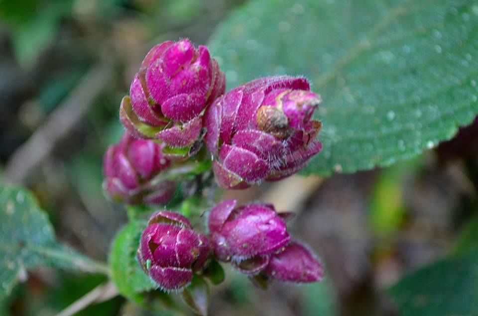 Photo of Goa Trekking (Dec.-2015) by Bhargav Vyas