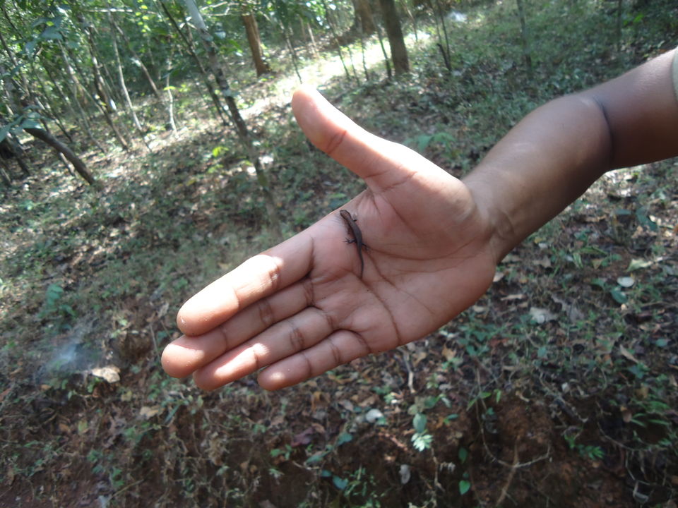 Photo of Goa Trekking (Dec.-2015) by Bhargav Vyas