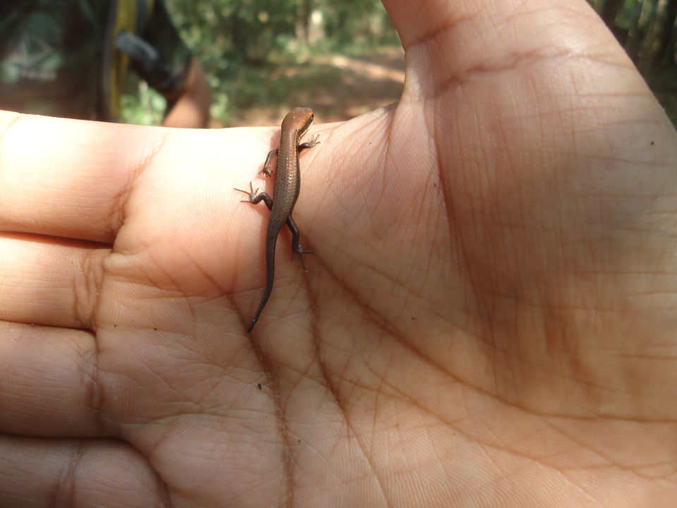 Photo of Goa Trekking (Dec.-2015) by Bhargav Vyas