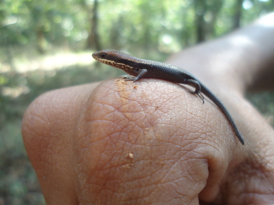 Photo of Goa Trekking (Dec.-2015) by Bhargav Vyas