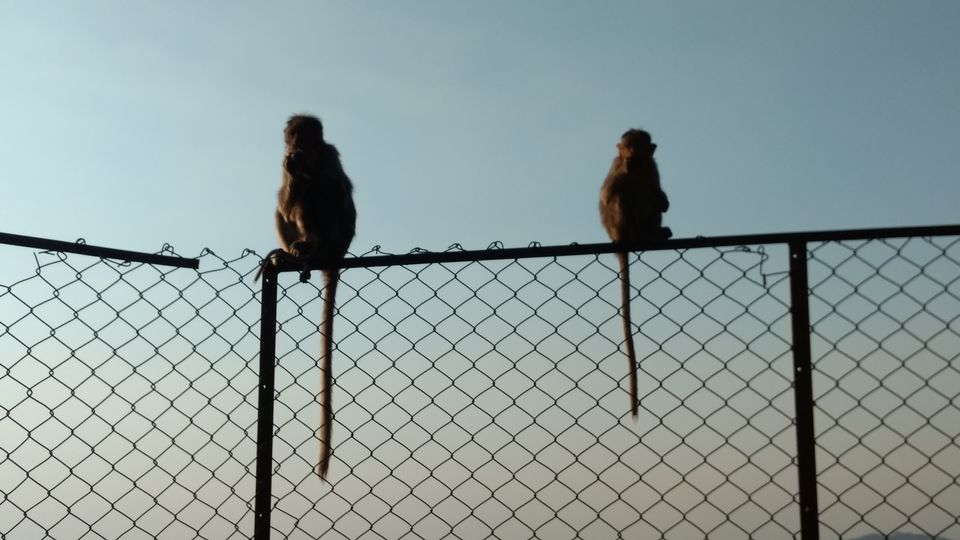 Photo of Yercaud Trip (Feb.-17) 11/28 by Bhargav Vyas