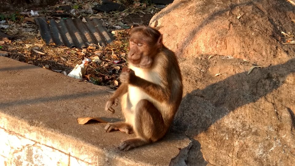 Photo of Yercaud Trip (Feb.-17) 12/28 by Bhargav Vyas