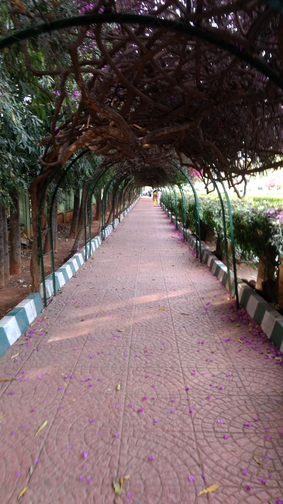 Photo of Yercaud Trip (Feb.-17) 27/28 by Bhargav Vyas