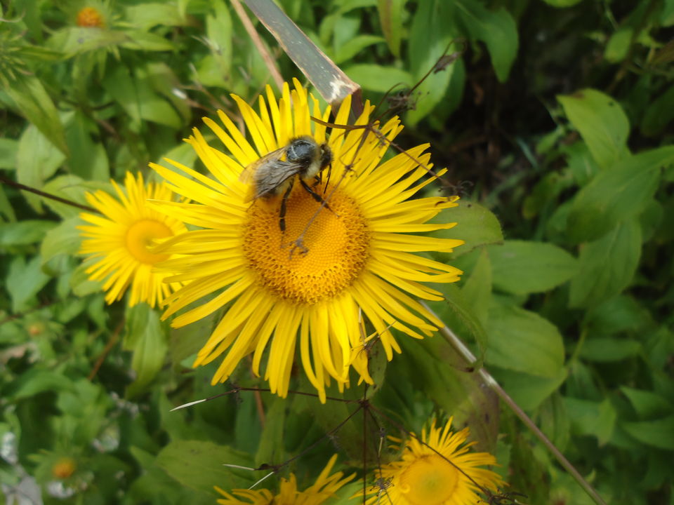 Photo of Valley of Flowers Trek (Sept.-17) 10/86 by Bhargav Vyas