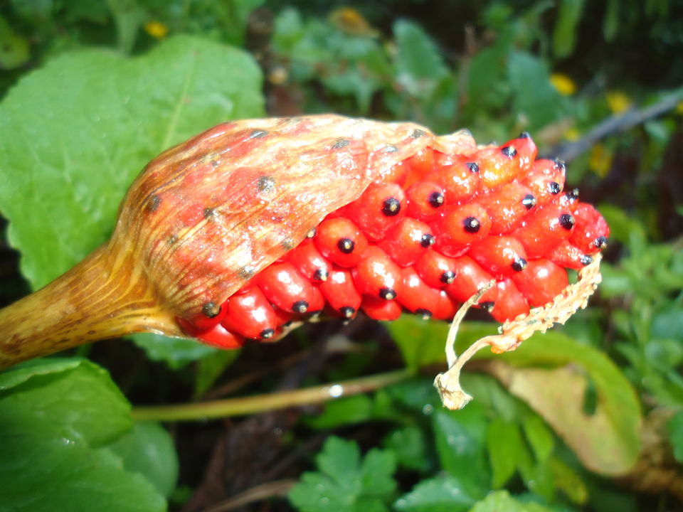 Photo of Valley of Flowers Trek (Sept.-17) 6/86 by Bhargav Vyas