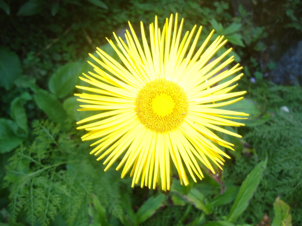 Photo of Valley of Flowers Trek (Sept.-17) 5/86 by Bhargav Vyas