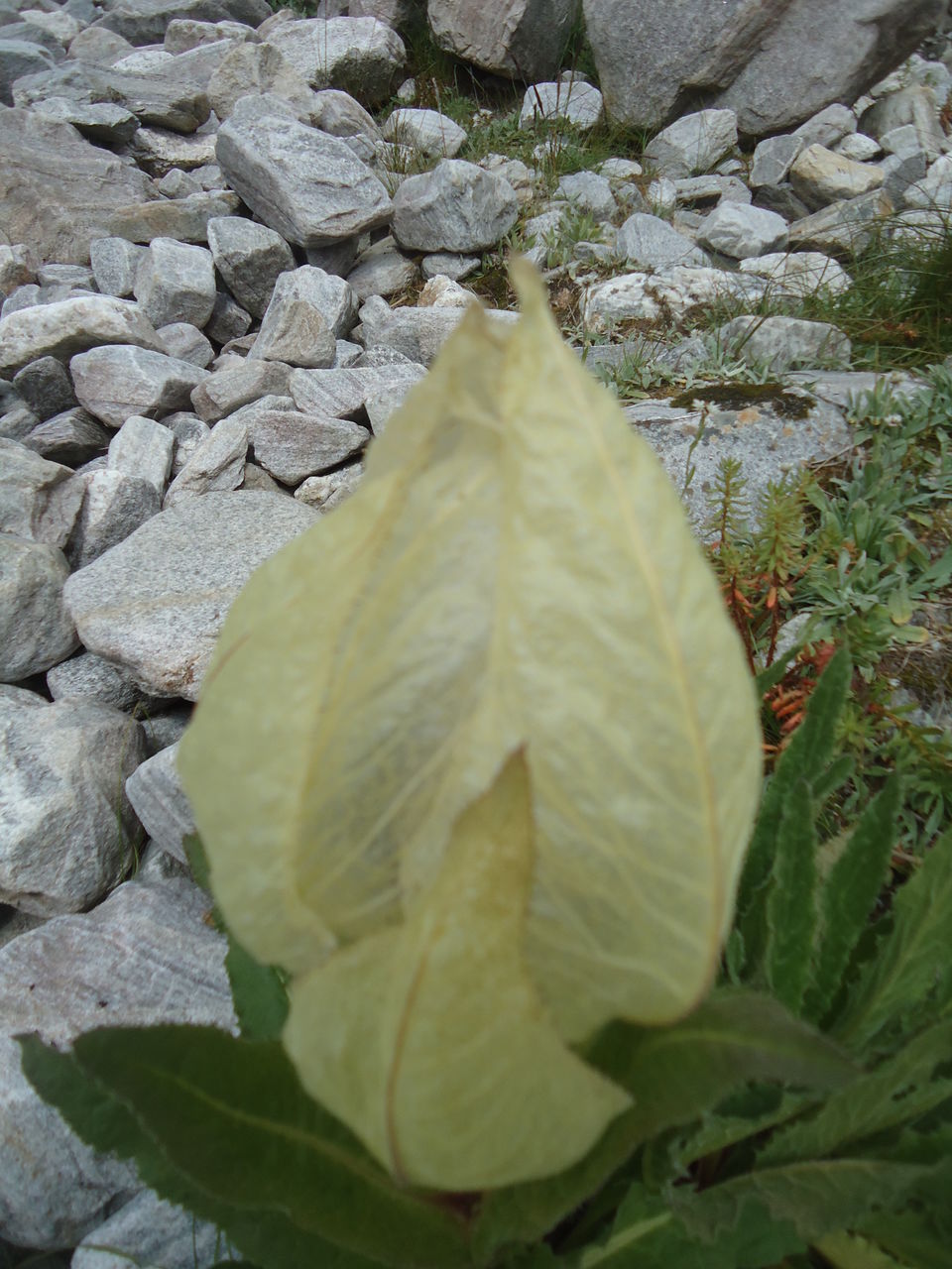 Photo of Valley of Flowers Trek (Sept.-17) 28/86 by Bhargav Vyas