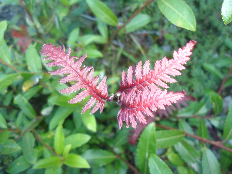 Photo of Valley of Flowers Trek (Sept.-17) 8/86 by Bhargav Vyas