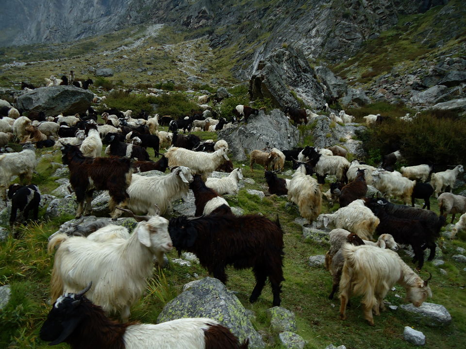 Photo of Valley of Flowers Trek (Sept.-17) 48/86 by Bhargav Vyas