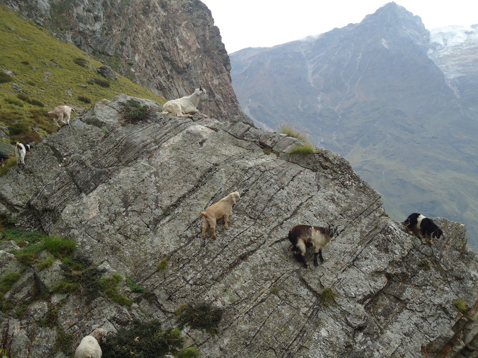 Photo of Valley of Flowers Trek (Sept.-17) 52/86 by Bhargav Vyas