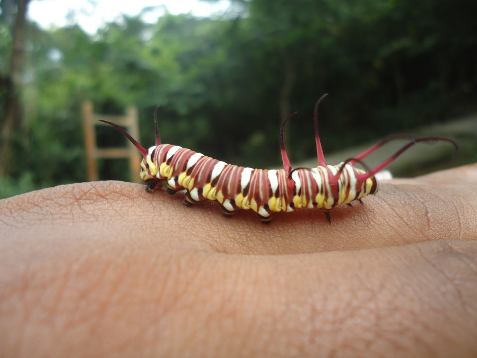 Photo of Valley of Flowers Trek (Sept.-17) 74/86 by Bhargav Vyas
