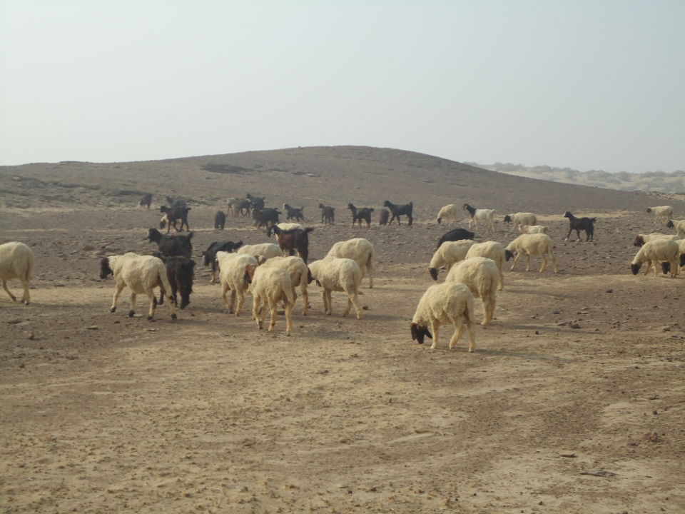 Photo of Jaisalmer Desert Trek & Jodhpur Trip (Dec.-2014) 9/84 by Bhargav Vyas