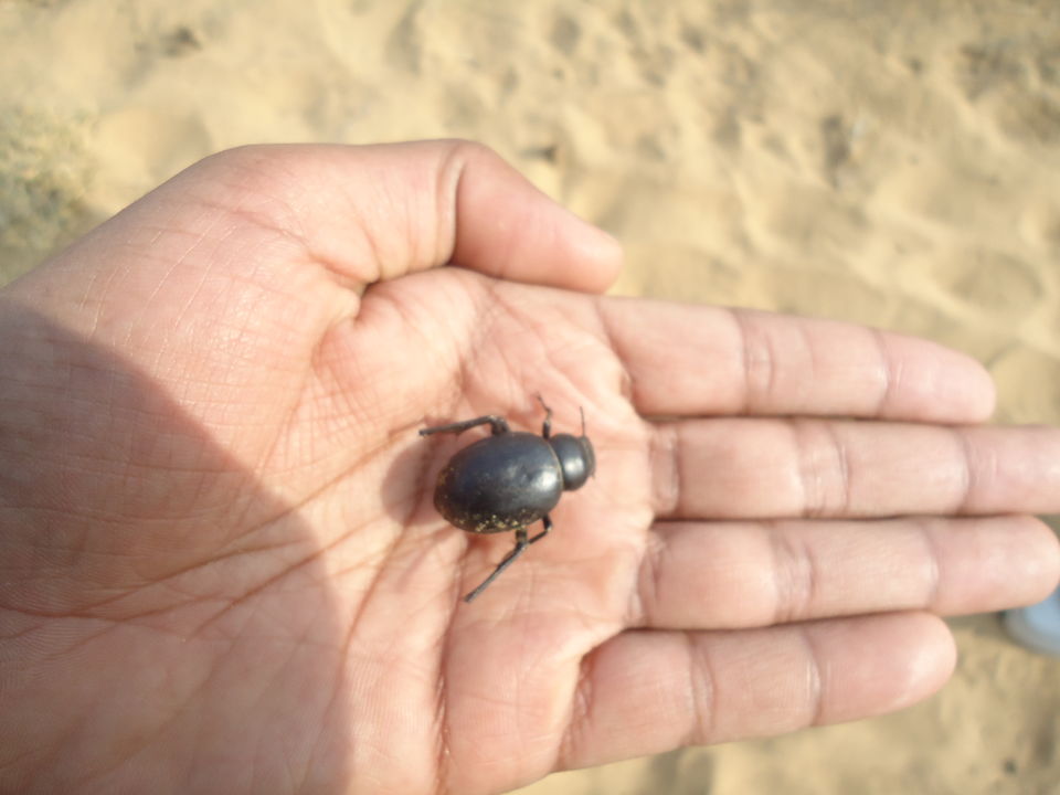 Photo of Jaisalmer Desert Trek & Jodhpur Trip (Dec.-2014) 23/84 by Bhargav Vyas