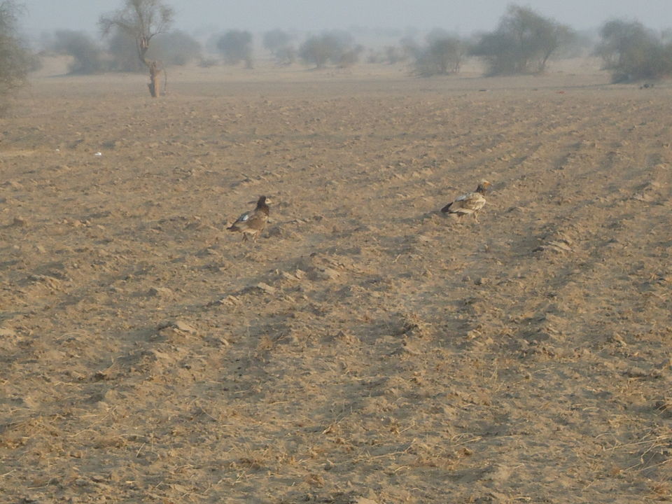 Photo of Jaisalmer Desert Trek & Jodhpur Trip (Dec.-2014) 30/84 by Bhargav Vyas