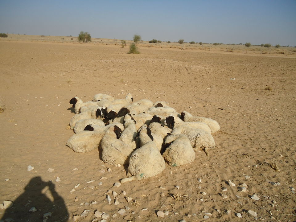 Photo of Jaisalmer Desert Trek & Jodhpur Trip (Dec.-2014) 33/84 by Bhargav Vyas