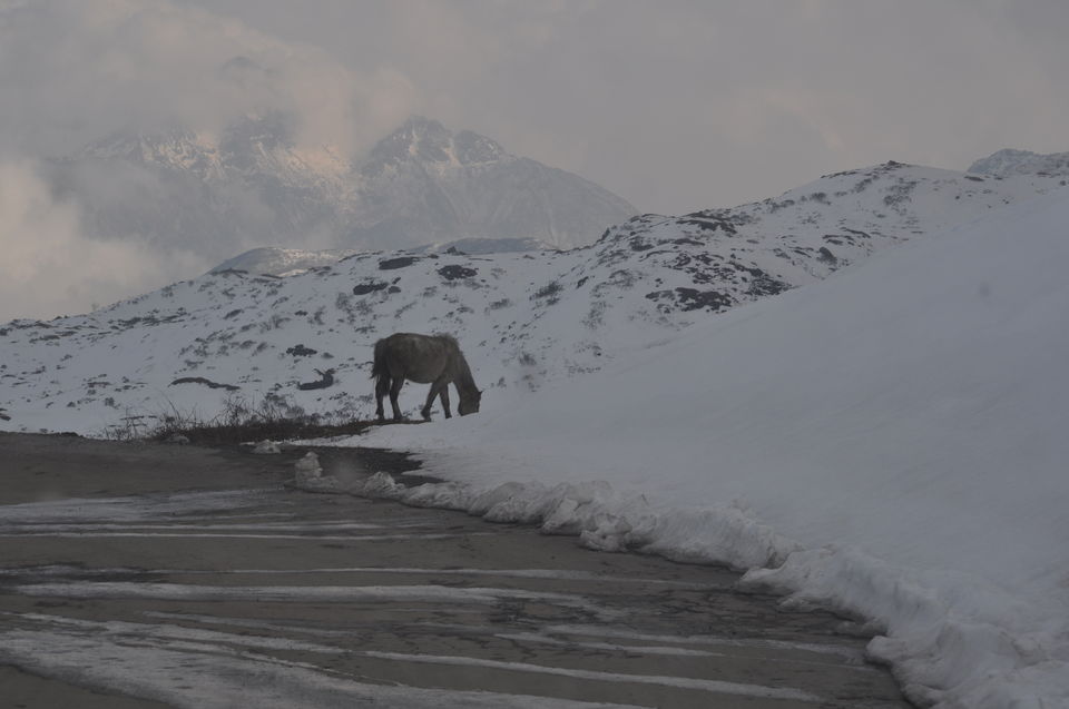 Photo of Siliguri & Sikkim Trekking (March-2015) by Bhargav Vyas
