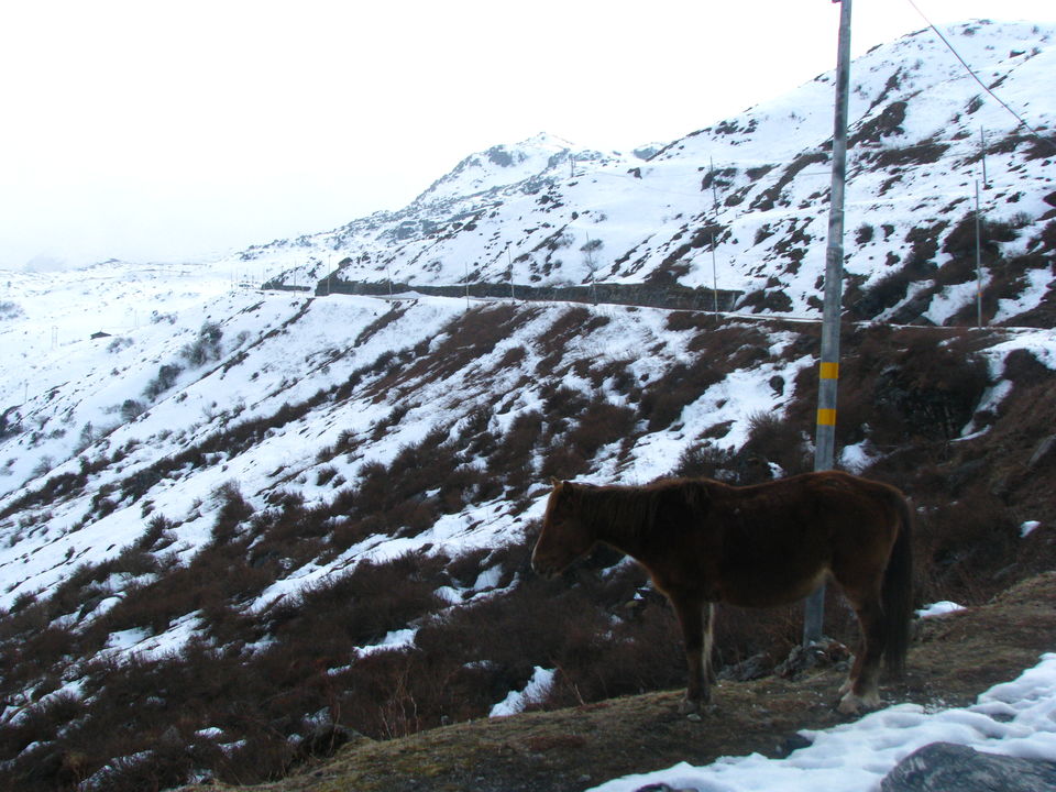 Photo of Siliguri & Sikkim Trekking (March-2015) by Bhargav Vyas