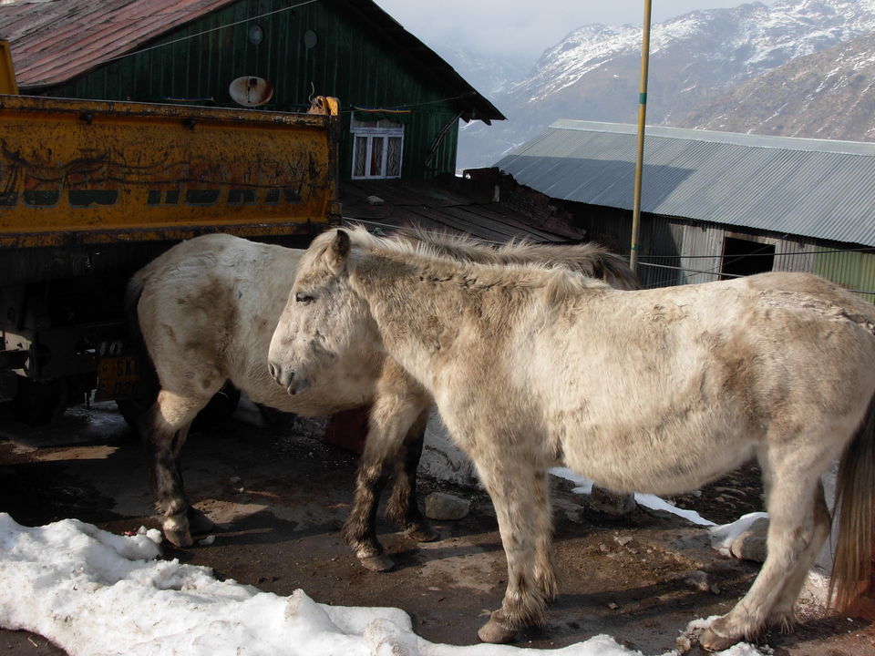 Photo of Siliguri & Sikkim Trekking (March-2015) by Bhargav Vyas