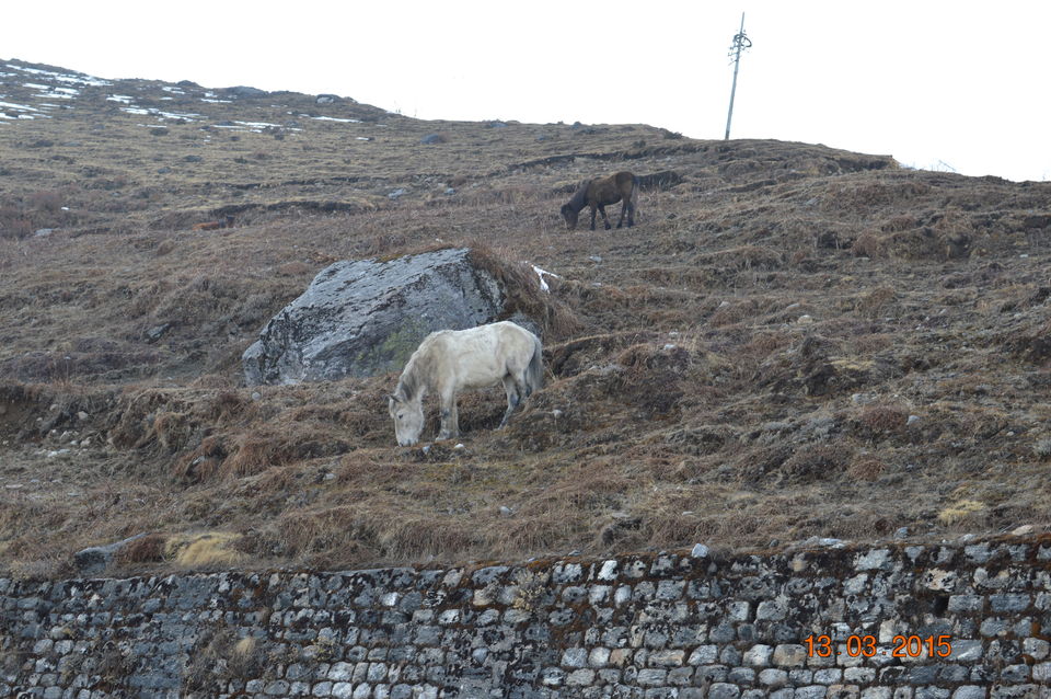 Photo of Siliguri & Sikkim Trekking (March-2015) by Bhargav Vyas