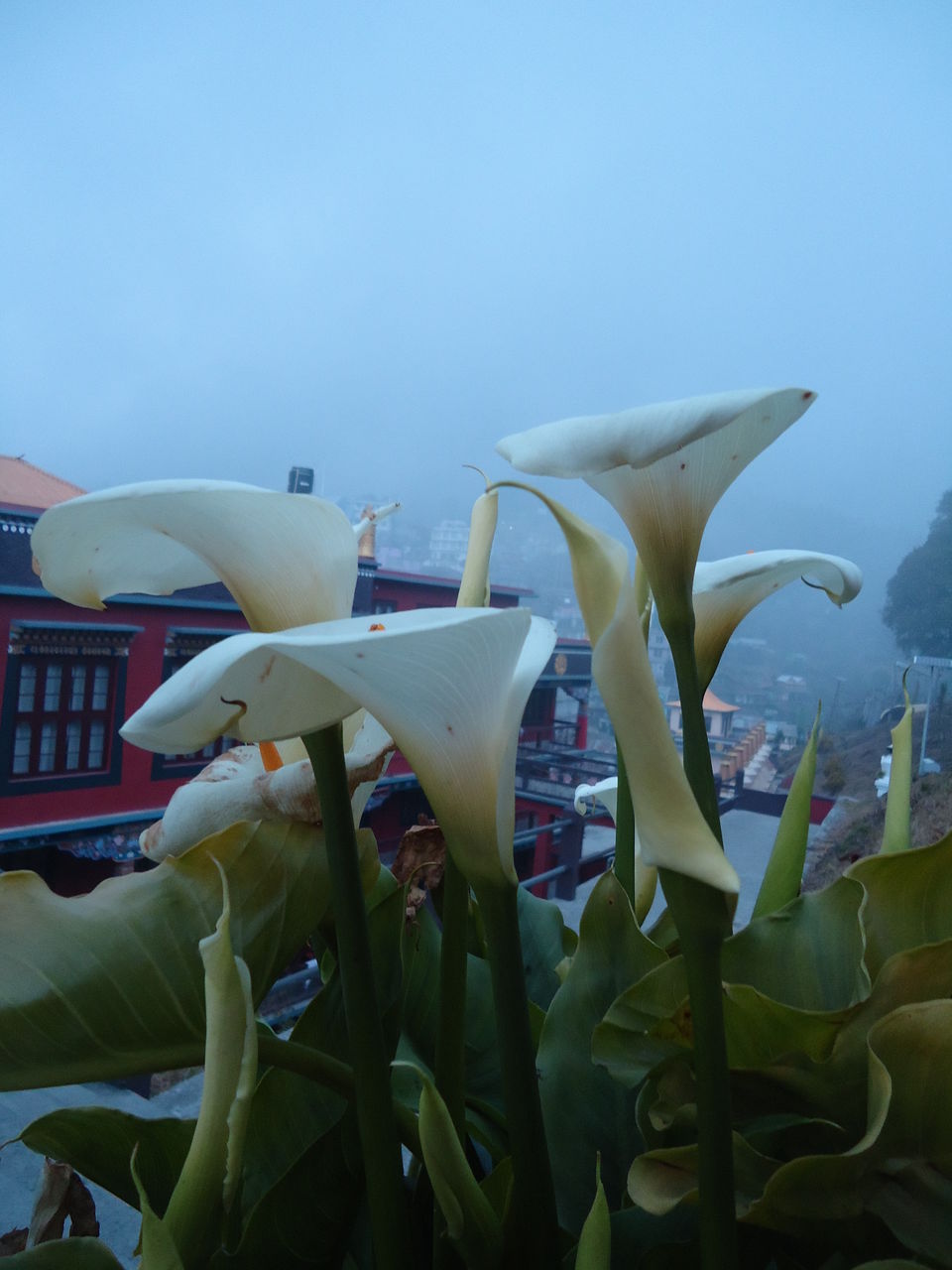 Photo of Siliguri & Sikkim Trekking (March-2015) by Bhargav Vyas
