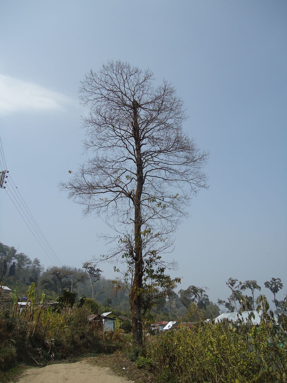 Photo of Siliguri & Sikkim Trekking (March-2015) by Bhargav Vyas