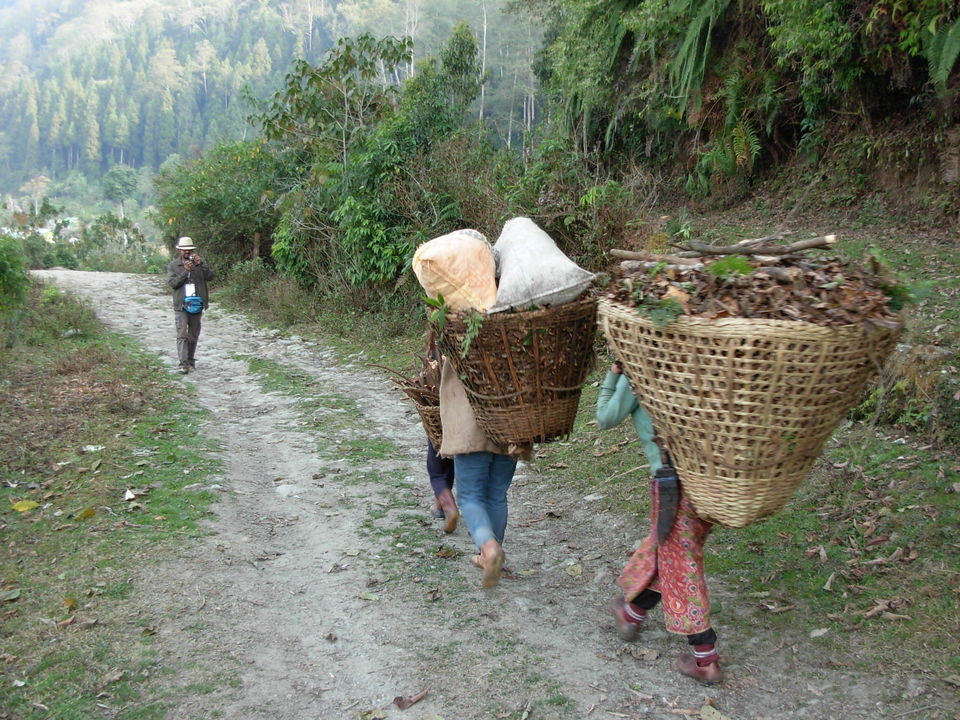 Photo of Siliguri & Sikkim Trekking (March-2015) by Bhargav Vyas