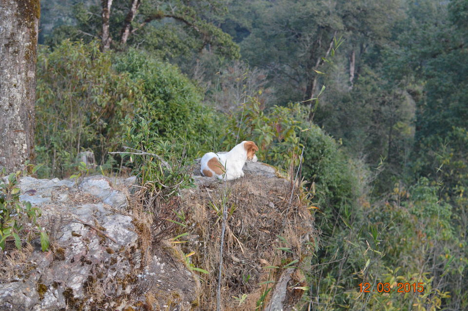 Photo of Siliguri & Sikkim Trekking (March-2015) by Bhargav Vyas