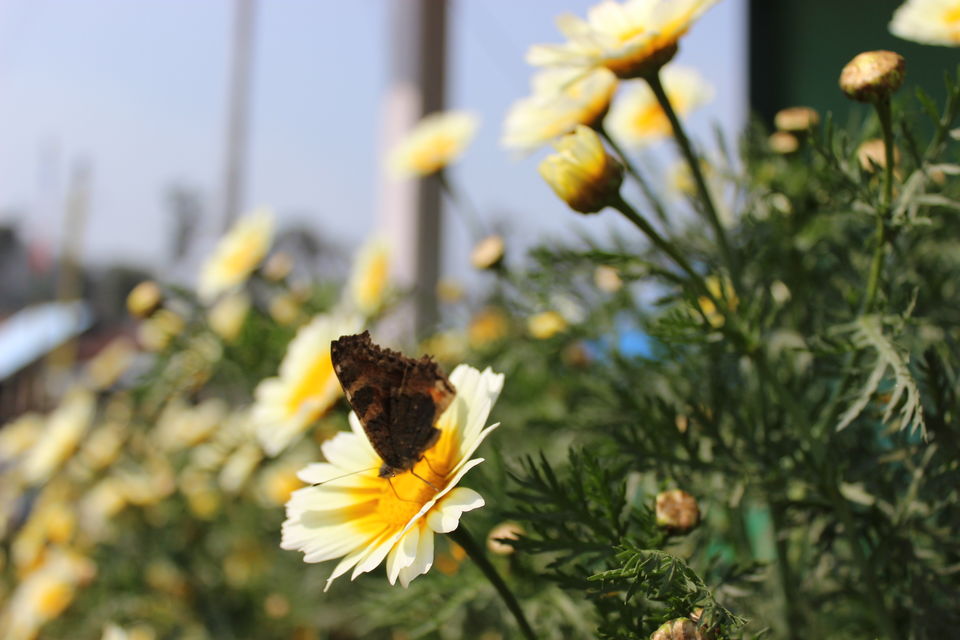 Photo of Siliguri & Sikkim Trekking (March-2015) by Bhargav Vyas
