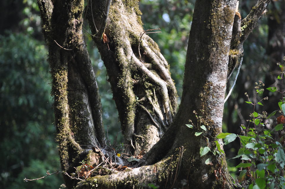 Photo of Siliguri & Sikkim Trekking (March-2015) by Bhargav Vyas