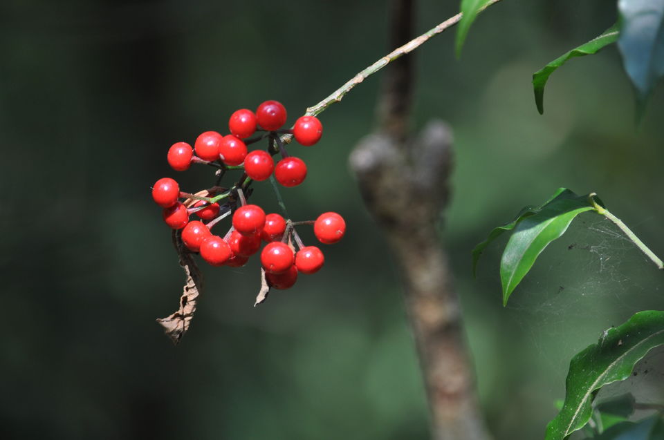 Photo of Siliguri & Sikkim Trekking (March-2015) by Bhargav Vyas