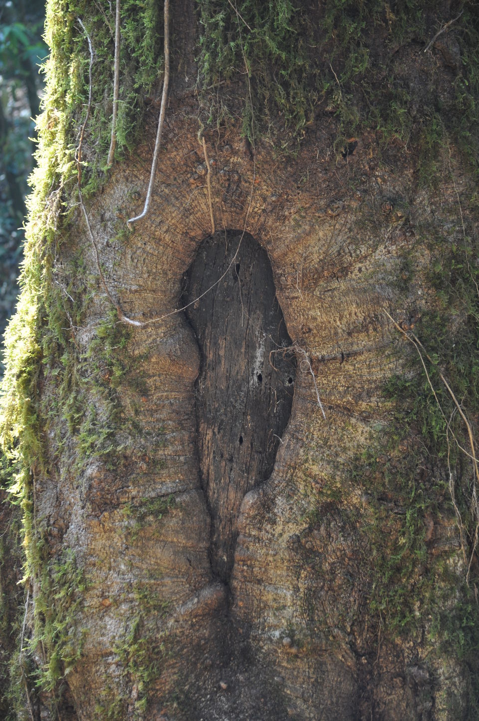 Photo of Siliguri & Sikkim Trekking (March-2015) by Bhargav Vyas