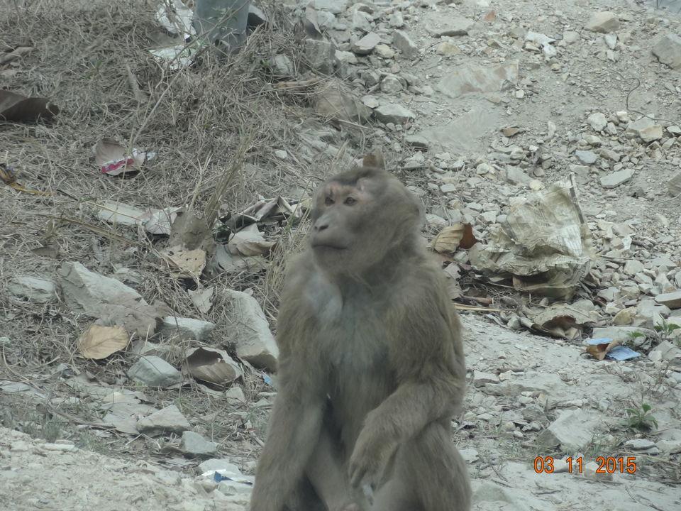 Photo of Siliguri & Sikkim Trekking (March-2015) by Bhargav Vyas