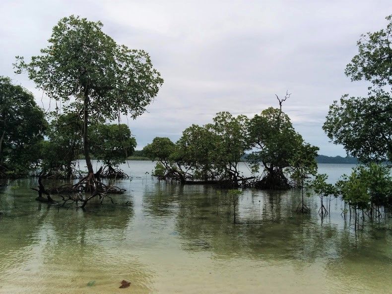 Photo of Radhanagar Beach, Andaman and Nicobar Islands by Sneha Surana