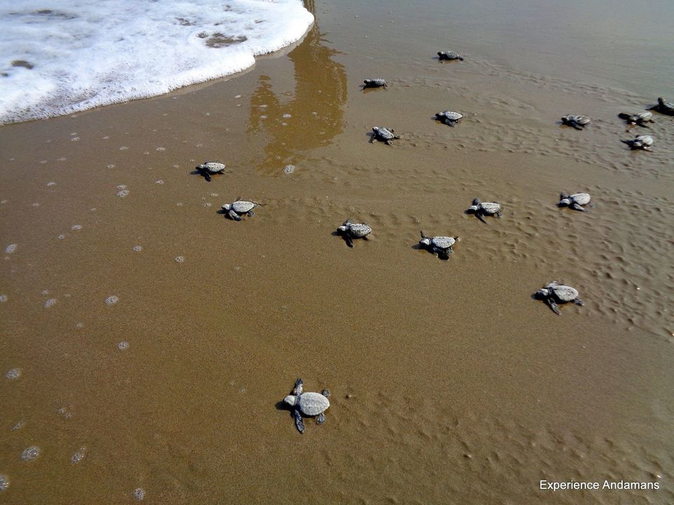 Photo of Diglipur, Andaman and Nicobar Islands, India by Sneha Surana